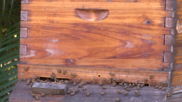 Churches targeted: Vandal poisons one of Fla. church’s hives of honeybees